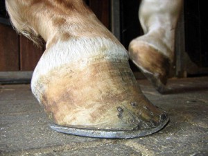 Pferdehuf mit erworbenem Sehnenstelzfuß vor der Behandlung