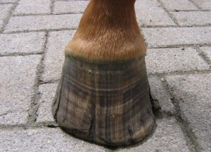 Hornkapsel mit Rissen und Spalten vor der Bearbeitung
