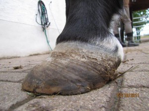 Stark deformierter Huf bei schwerer Hufrehe, Aufnahme 2